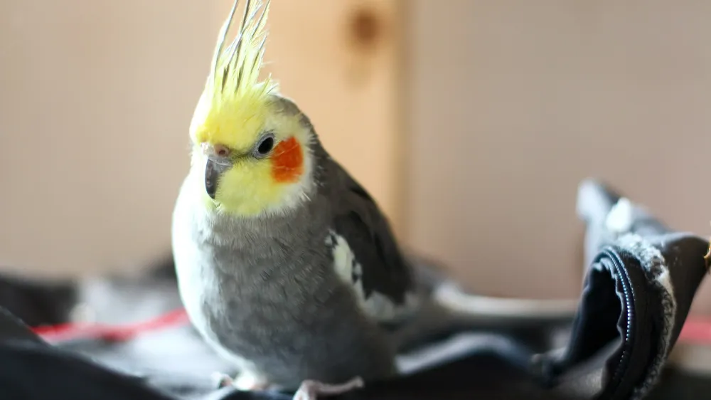 オカメインコが喋らない