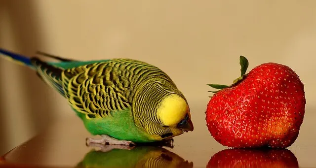 ジャンボセキセイインコの寿命