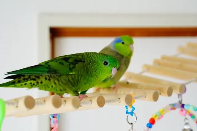 インコのストレス発散おもちゃ