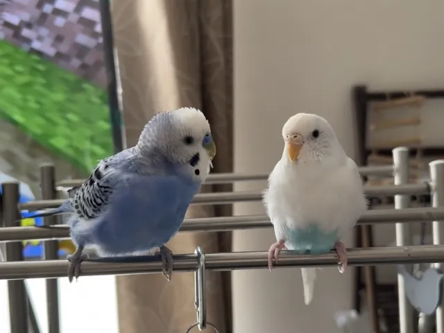 ハルクインとノーマルセキセイインコの比較。寿命や病気についてよくある質問に回答