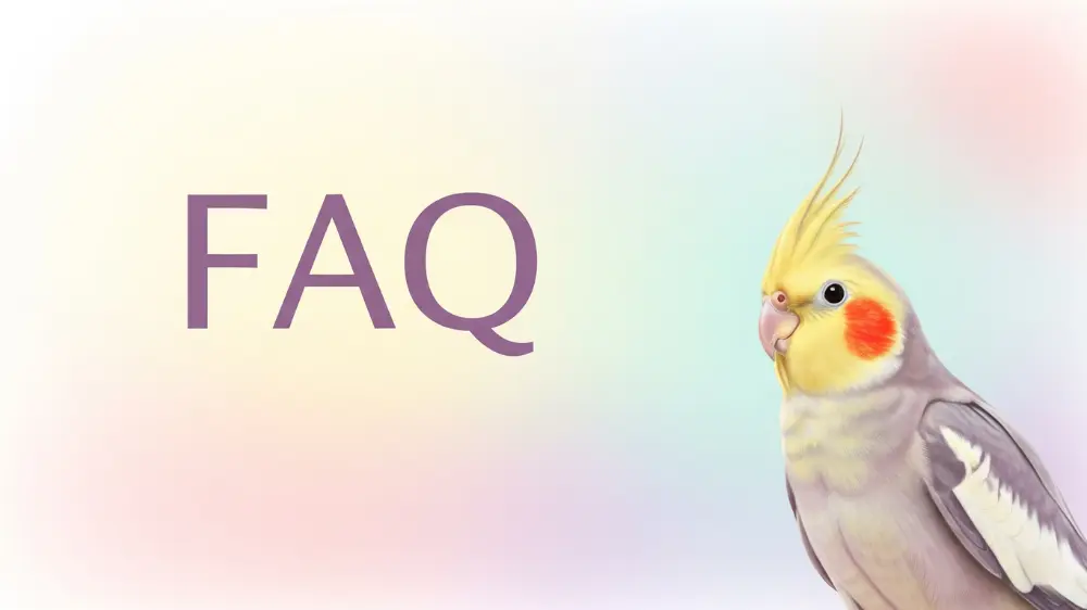 オカメインコのおしゃべりによくある質問