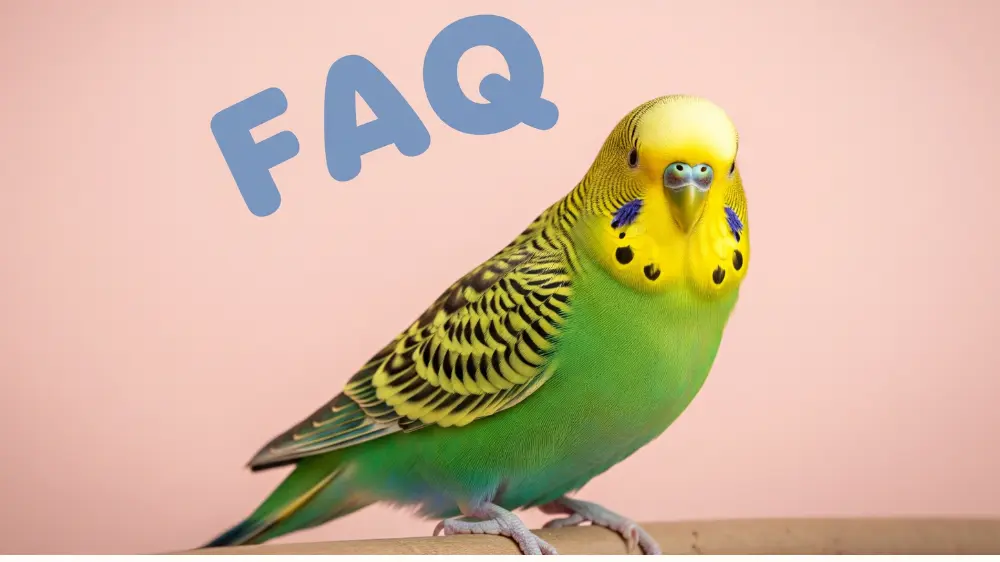 セキセイインコの老鳥介護に関するよくある質問。晩年の餌や看取りについてのQ&A