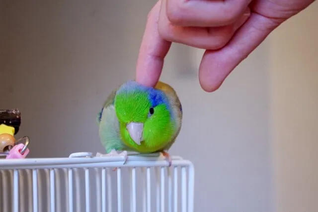 マメルリハ