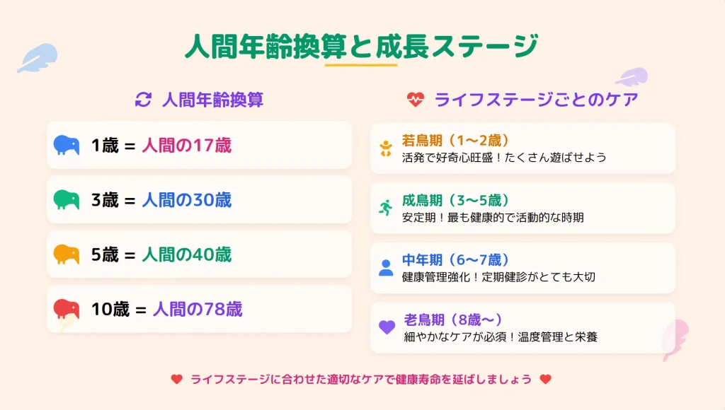 セキセイインコの人間年齢換算と成鳥ステージ