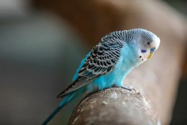 年齢による行動変化を示すセキセイインコの活動の様子