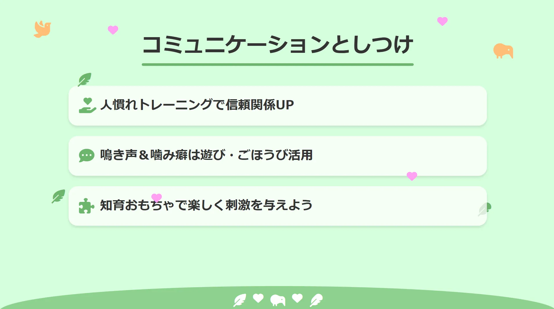 オカメインコルチノーとのコミュニケーションとしつけ
