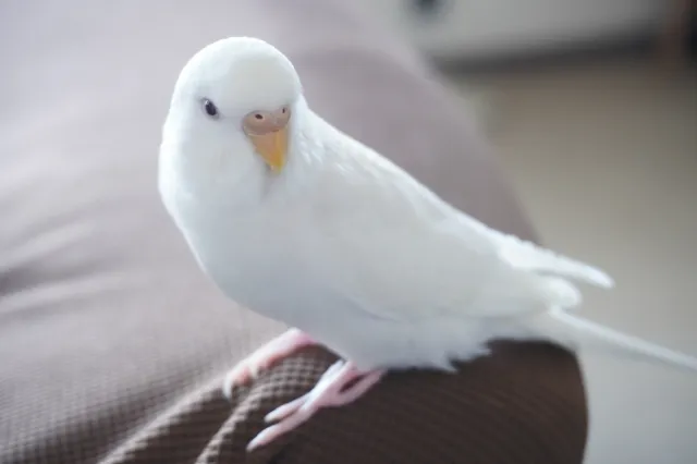 アルビノセキセイインコの寿命