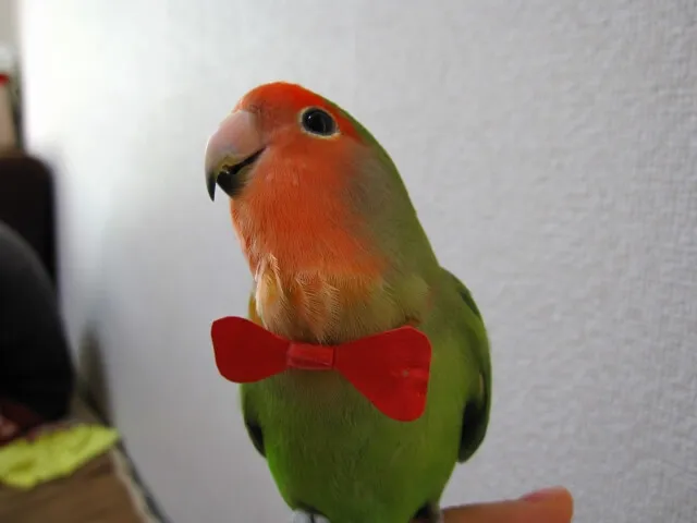 コザクラインコの発情抑制