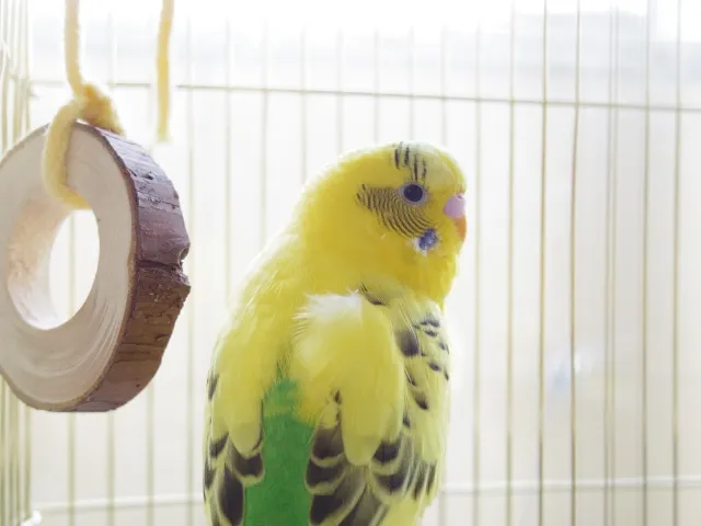 飼い主の指に乗る黄色いセキセイインコハルクイン。長生きの秘訣は日々の正しい飼い方にある