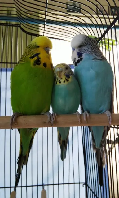 ジャンボセキセイインコとセキセイインコの違い
