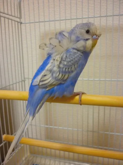 背中の巻き毛が美しい羽衣セキセイインコの後ろ姿。寿命や健康状態は日々の飼育環境に左右される