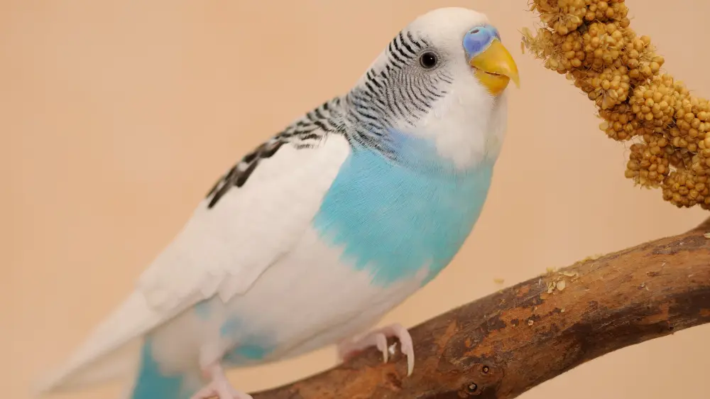 健康で長寿のセキセイインコが止まり木でさえずる姿、理想的なセキセイインコ飼育環境
