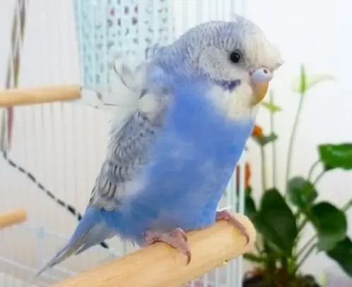 羽衣セキセイインコ