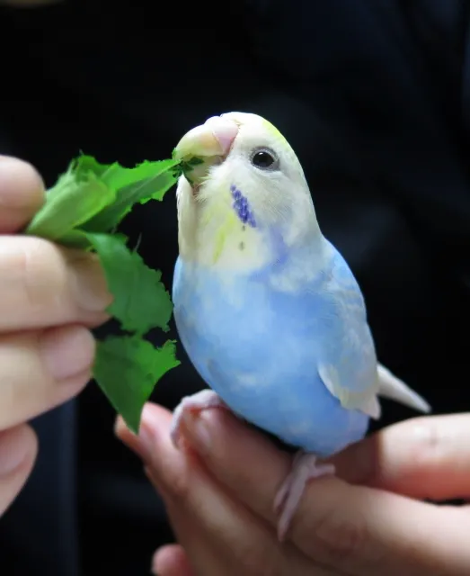 セキセイインコの寿命が3年