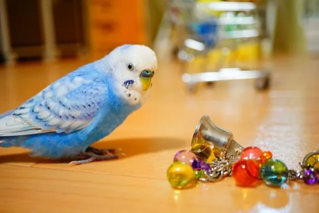 インコのおもちゃ