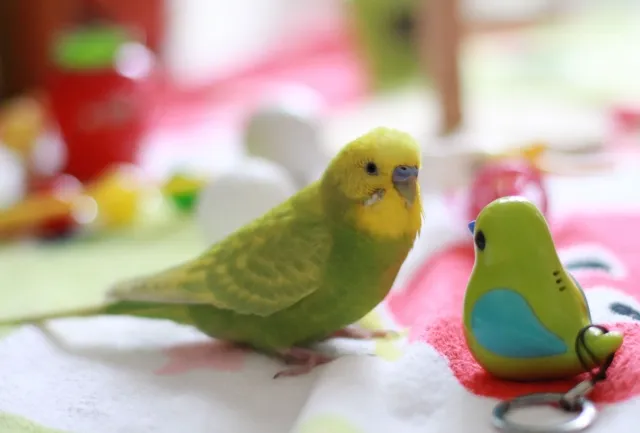 セキセイインコの寿命ギネス記録