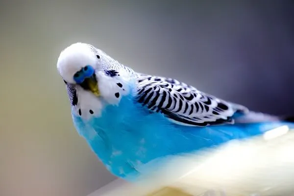 セキセイインコの平均寿命