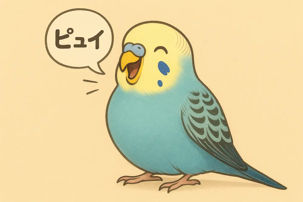 セキセイインコがピュイと鳴いている