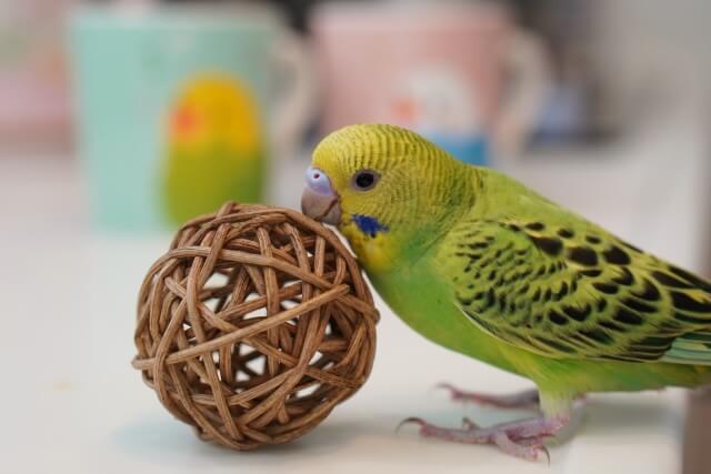 セキセイインコとおもちゃ