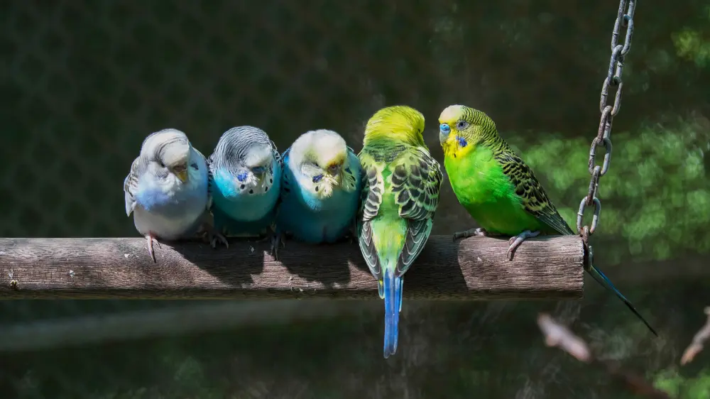 インコの睡眠時間