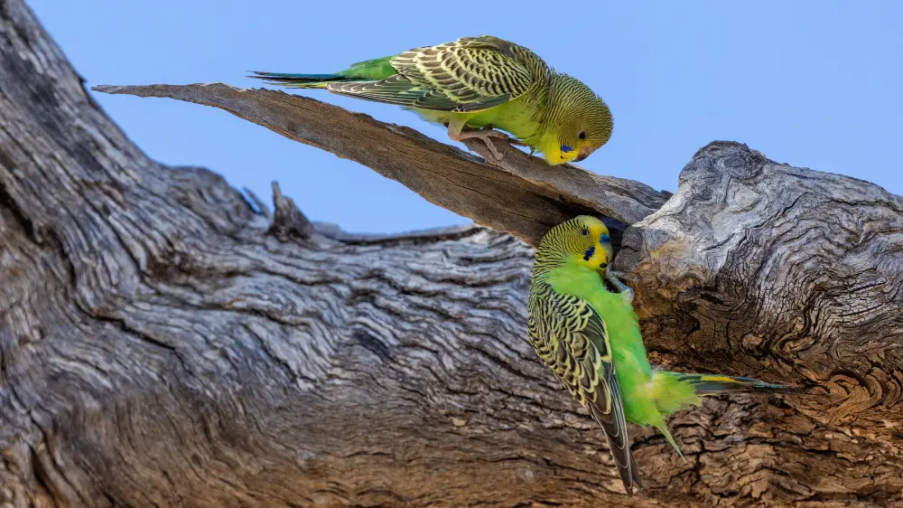 野生のセキセイインコの巣作りと繁殖の様子