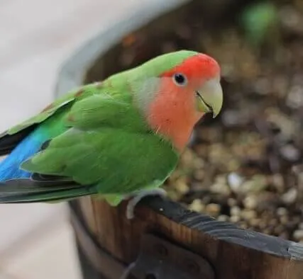 コザクラインコの発情抑制