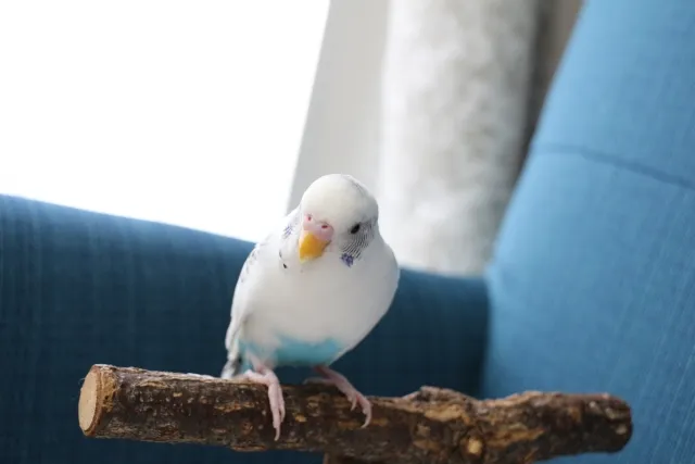 7歳以降のシニア期に入ったセキセイインコハルクイン。老鳥のケアや介護で寿命をサポート