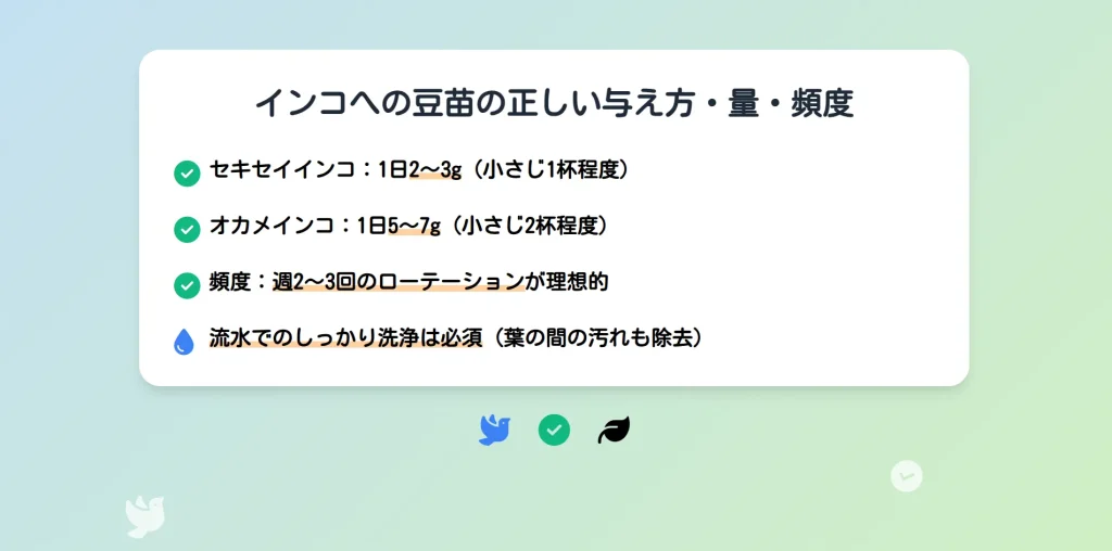 インコへの豆苗の正しい与え方・量・頻度