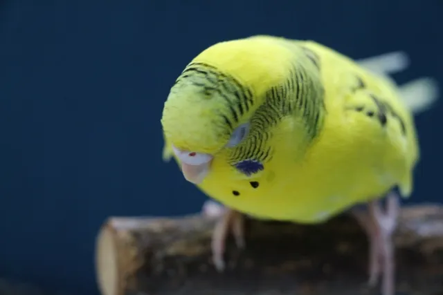 セキセイインコの寝る姿勢