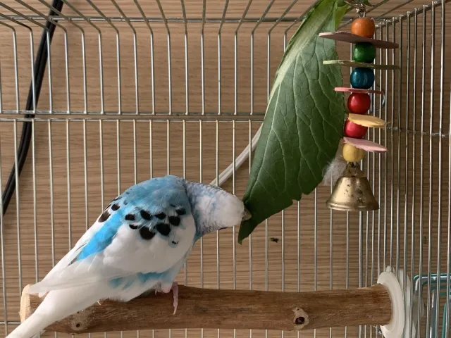 小松菜を食べるセキセイインコ