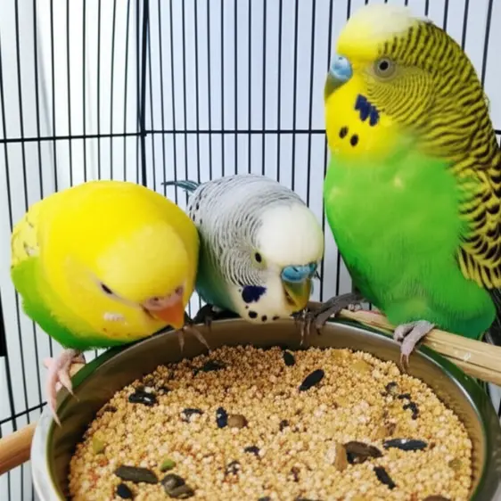 ジャンボセキセイインコの寿命
