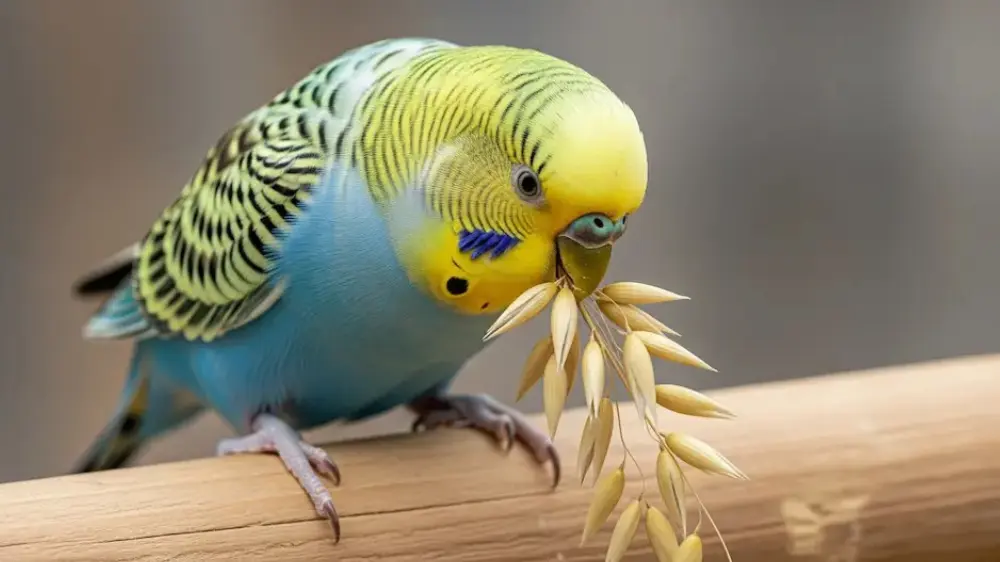 オーツ麦を食べるセキセイインコ
