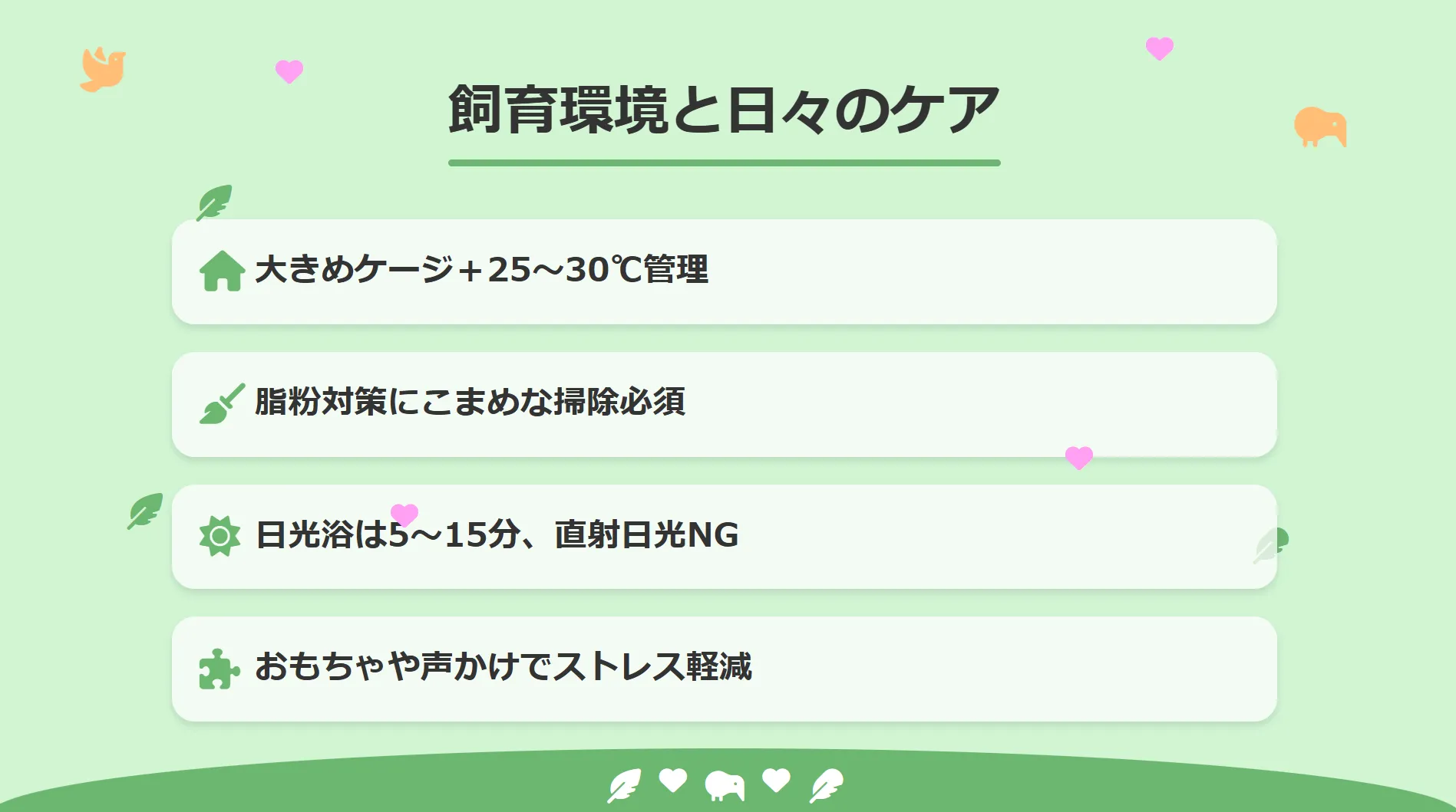 オカメインコルチノーの飼育環境と日々のケア