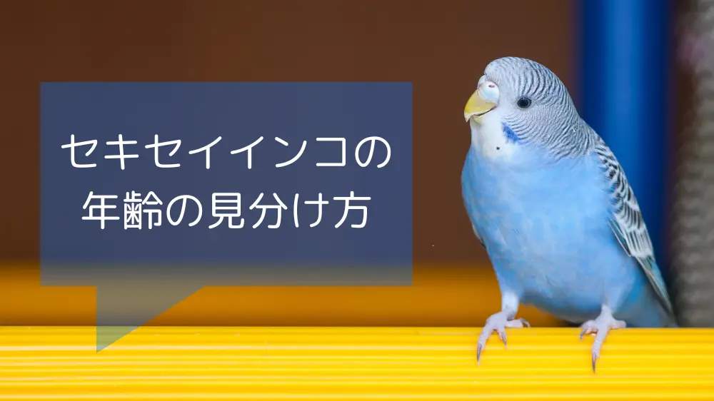 セキセイインコの年齢の見分け方