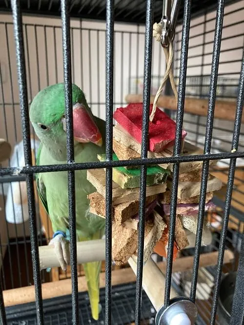 インコの手作りおもちゃ
