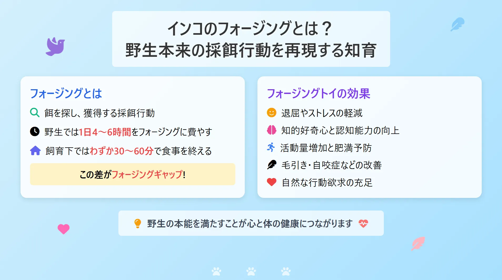 インコのフォージングとは野生本来の採餌行動を再現する知育