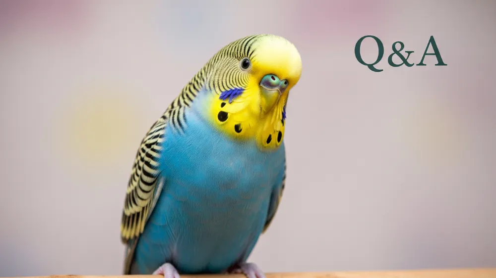 セキセイインコの寿命に関するよくある質問。疑問符の前で首をかしげるインコ。