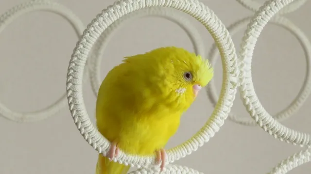 セキセイインコの換羽期