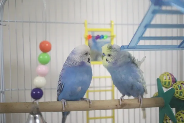 健康的な羽衣セキセイインコとノーマルセキセイ。適切な餌と飼い方が長生きの秘訣