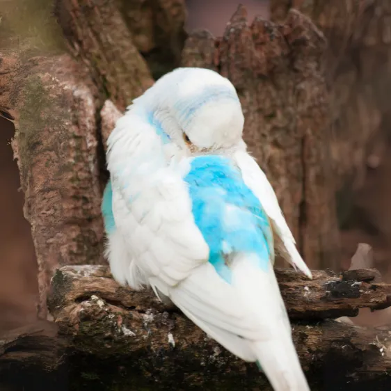 セキセイインコの背眠