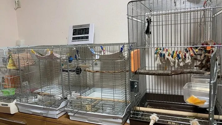 インコのおもちゃを家にあるもので作る