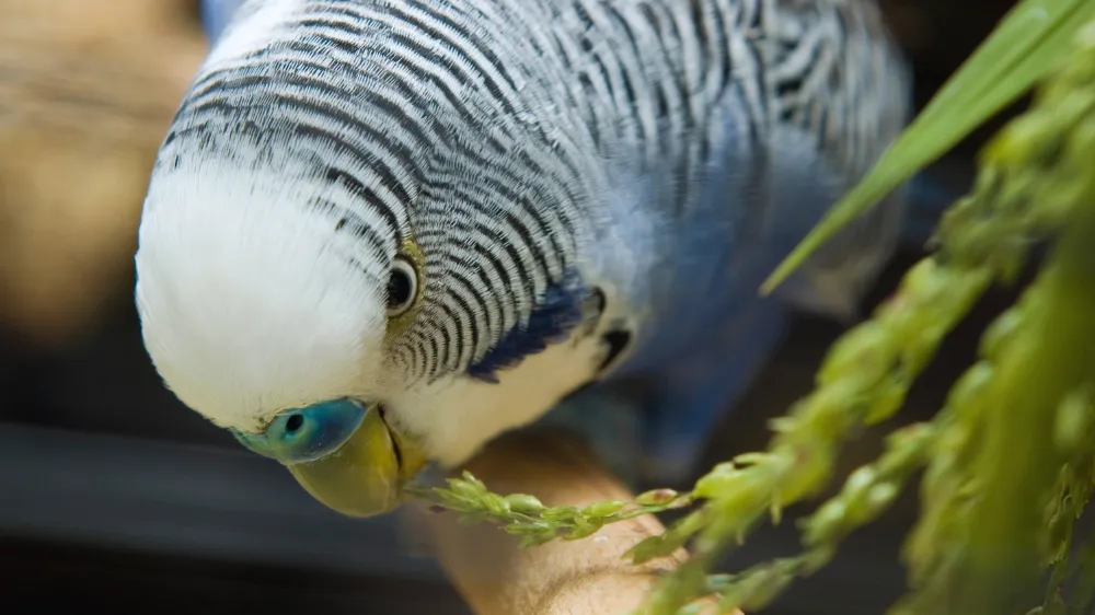 長生きセキセイインコ