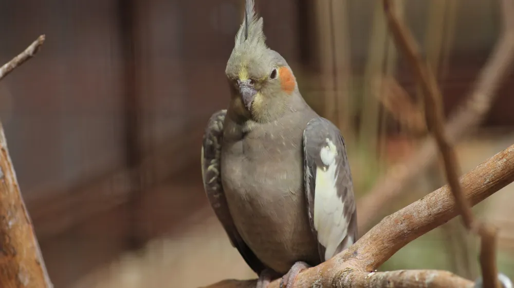 オカメインコ8歳