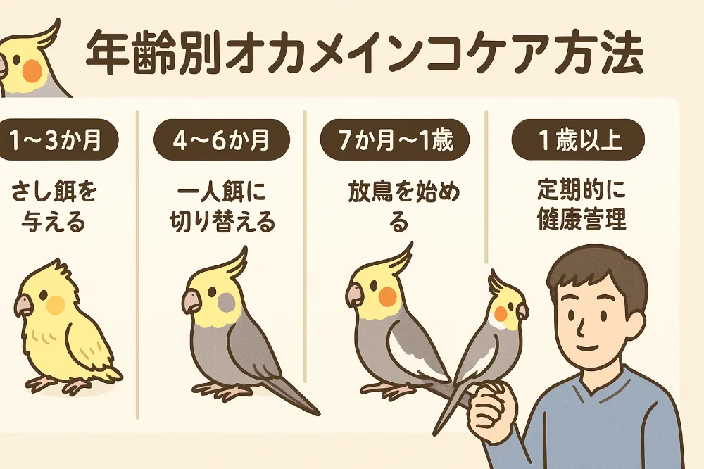 オカメインコの年齢別ケア方法を解説したインフォグラフィック。食事や環境設定のポイント