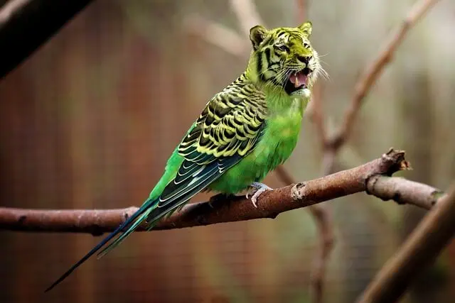 怒っているセキセイインコ