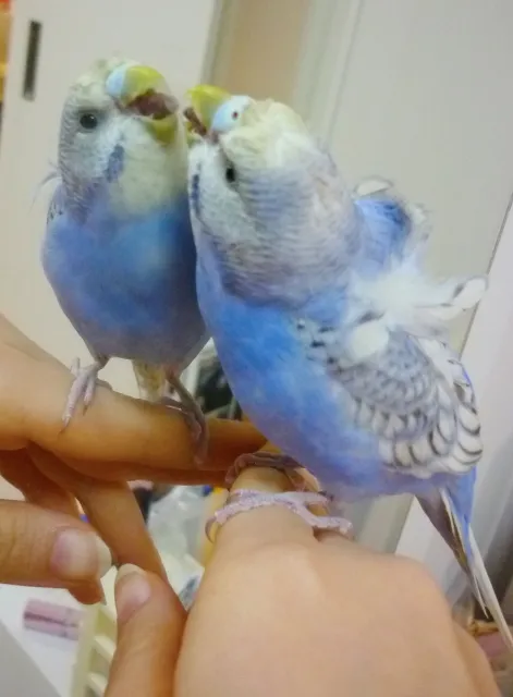 鏡を見て遊ぶ元気な羽衣セキセイインコ。ストレスのない環境が健康寿命につながる