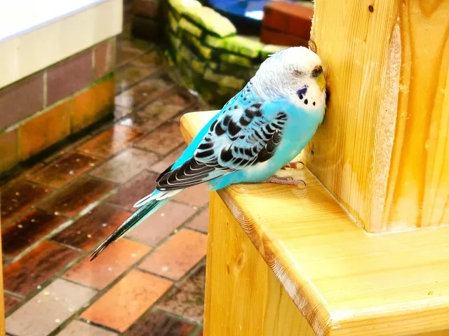 セキセイインコの放鳥