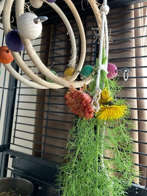 インコが食べられる花