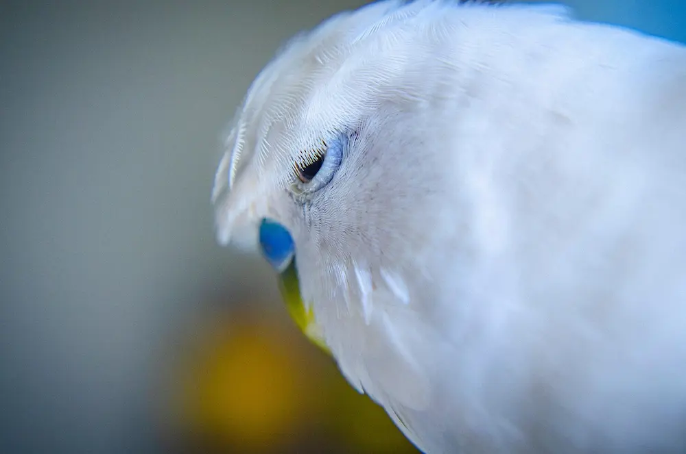 首をかしげて飼い主を見つめる羽衣セキセイインコ。飼い方の疑問に答えるFAQ