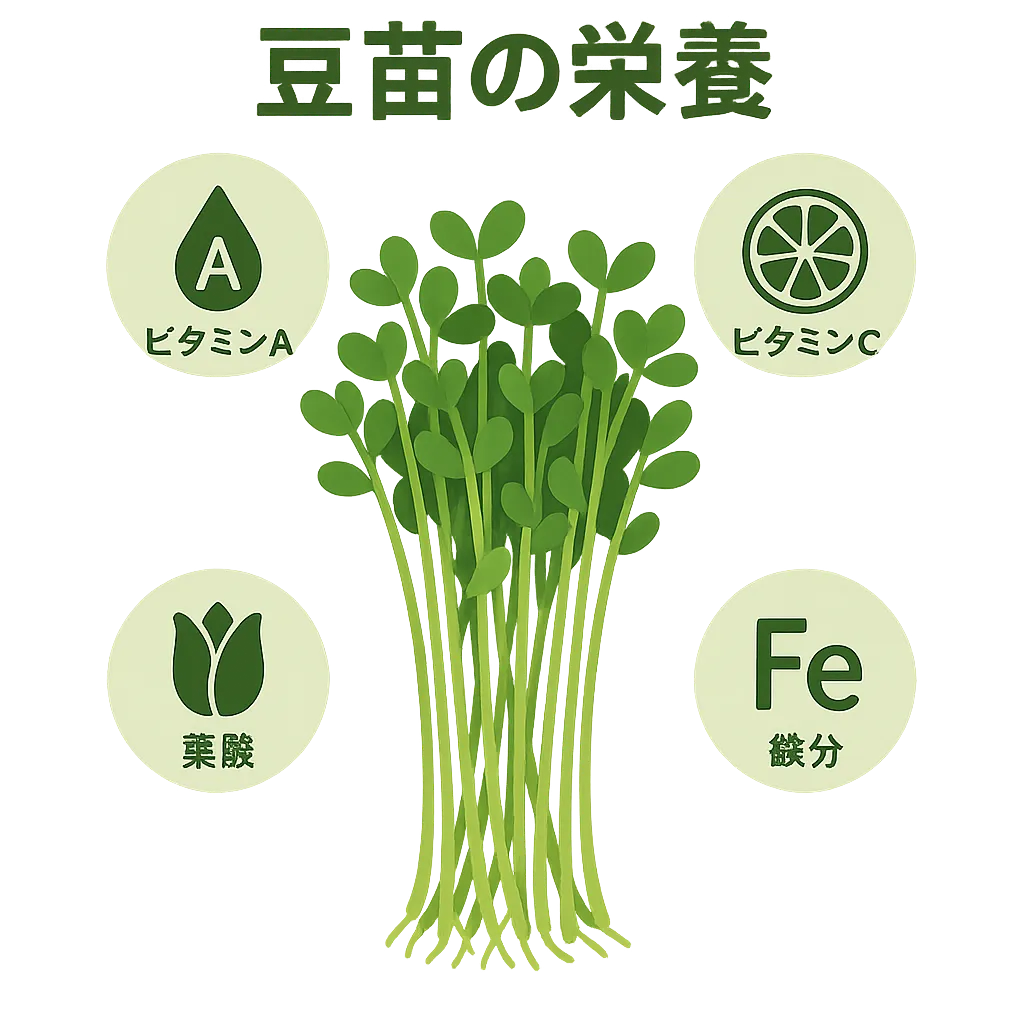 豆苗の栄養